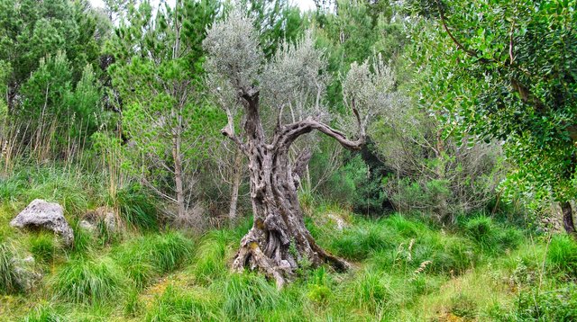 A younger olive tree, 500 years old ;-)