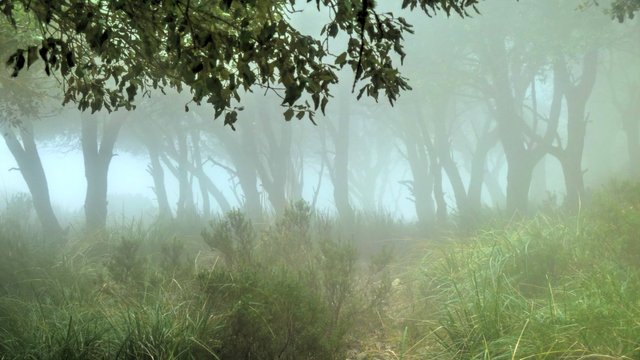 Fog in the forest