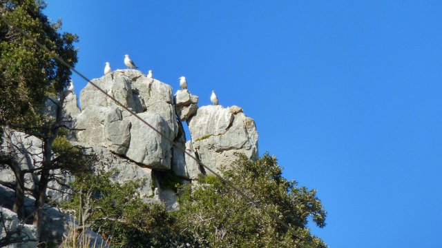 Gulls on a non-Nato-peak