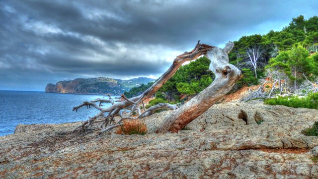 Along the shore