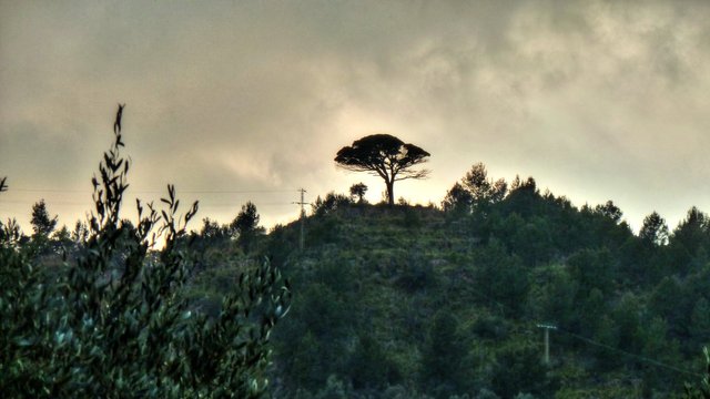 Tree on the hill