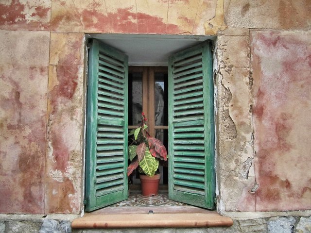 Flowers in the window