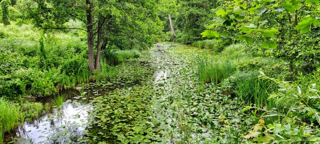 The wild garden of Heinrichshöfen