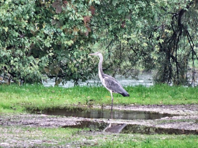 Wildlife: A heron