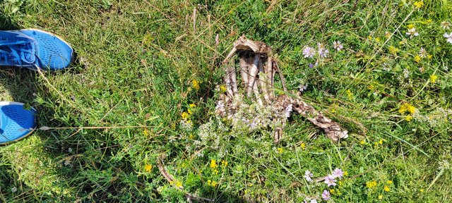Some of the hikers are never coming back (joke: It is only the remain of a goat)