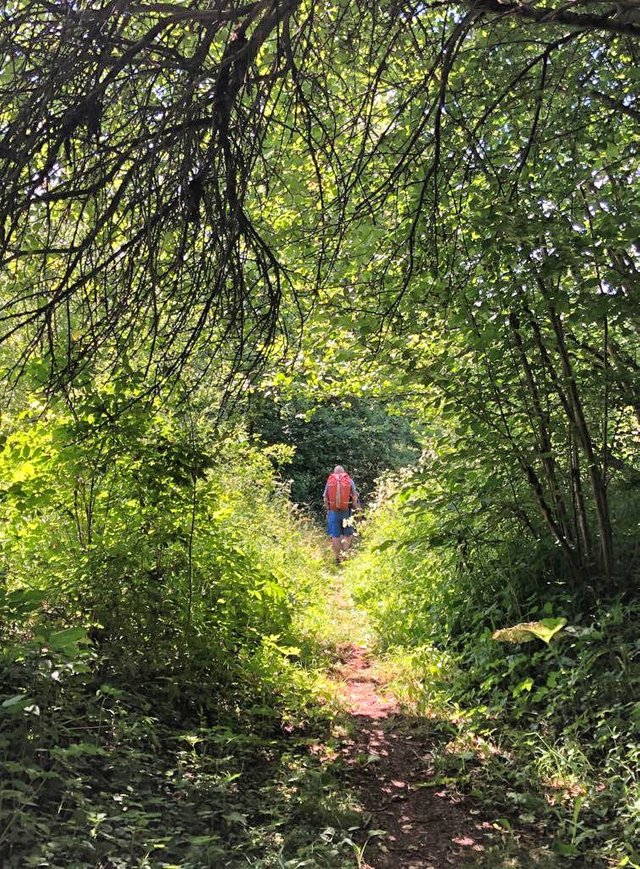 Deep into the woods the hike goes