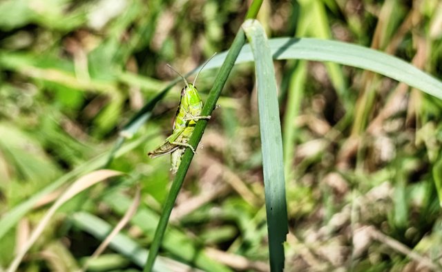 A grashopper