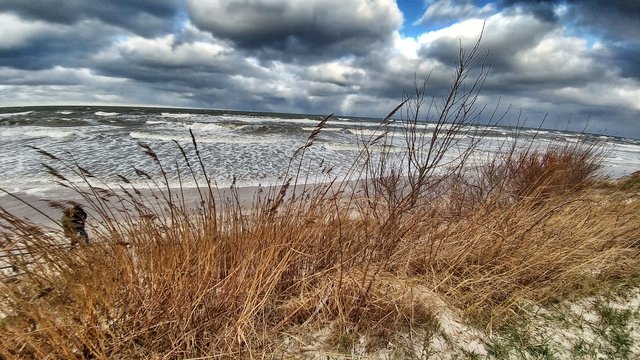 Marram grass at the beach