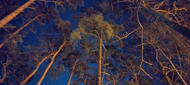 By night the forest around the house