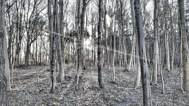 Everywhere in the ghost forest the history is hidden