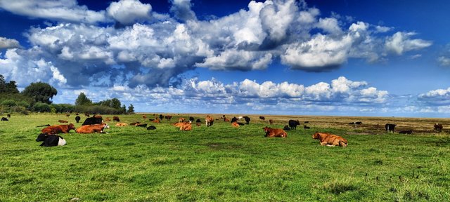 The cows are happy here