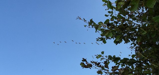 Under a sky full of birds