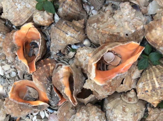 Seashells sprinkled around the perimeter outside the house.