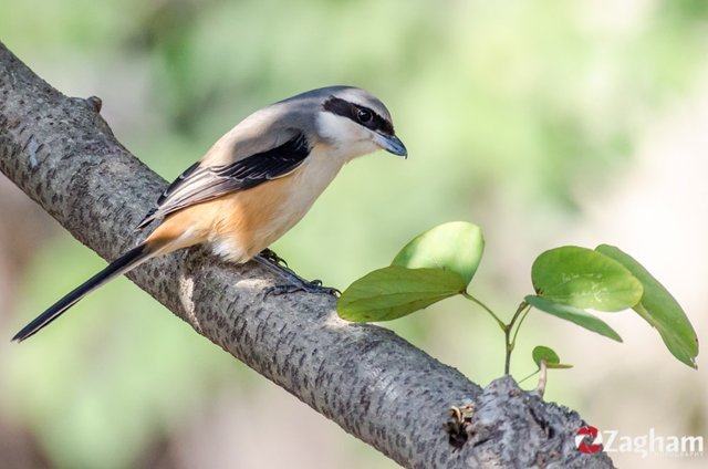 Long-Tailed Shrike