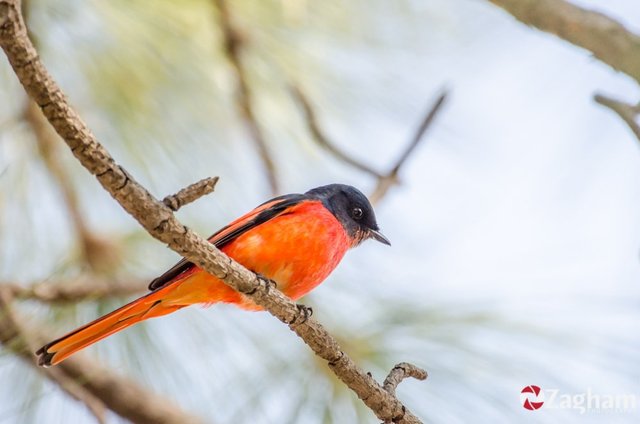 Long-Tailed Minivet