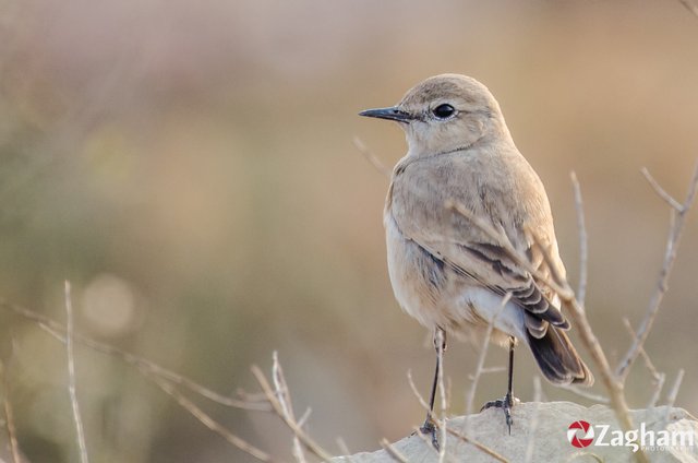 Isabelline Wheatear