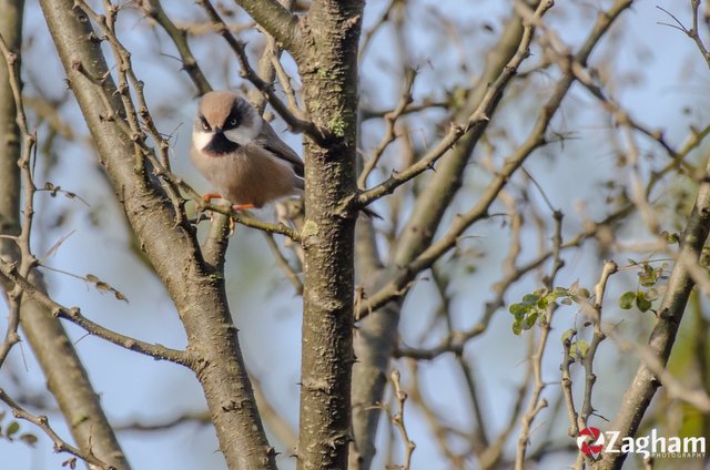 White-Cheeked Tit