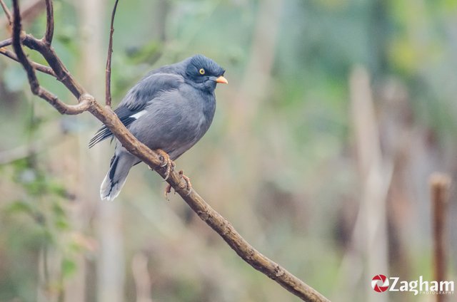 Jungle Myna