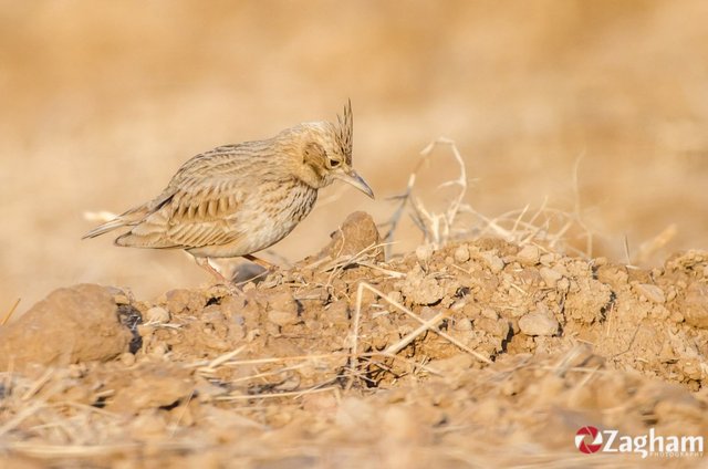 Crested Lark