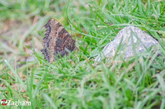 Large Tortoiseshell