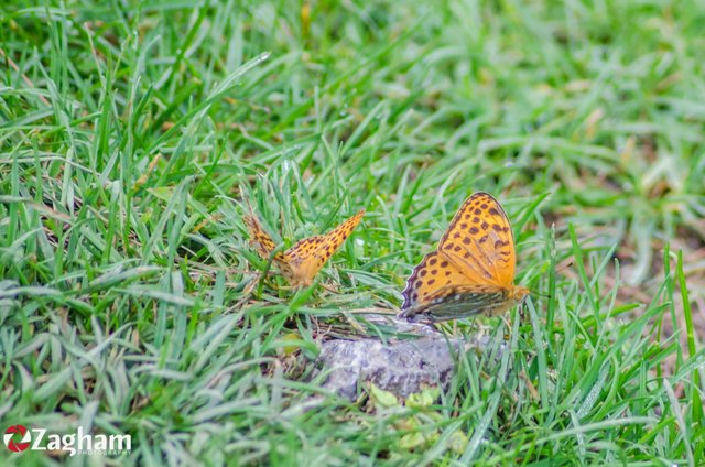 Left: Himalayan Queen Fritillary  -   Right: Large Silverstripe