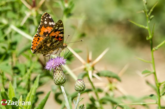 Painted Lady