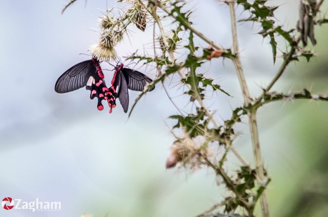 Butterflies of Pakistan