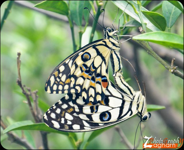 Lime Butterfly