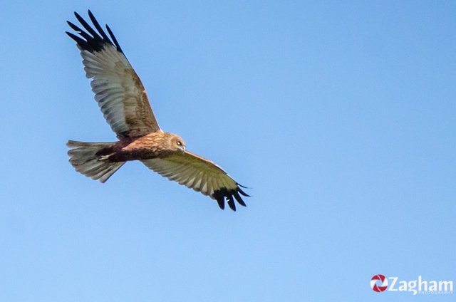 Wildlife : Birdwatching in Punjab 