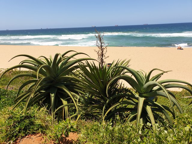Aloes thriving here as well