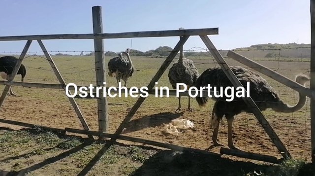 Ostriches in Portugal (ENG/ PT/ DE)