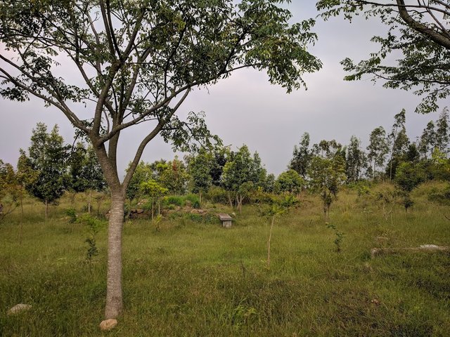 Image source. The mild forestry atmosphere surrounding the path of the Danushkoti Road