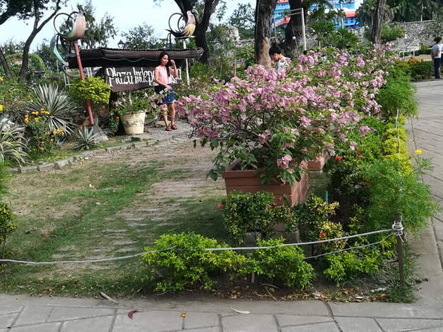 bougainvillea