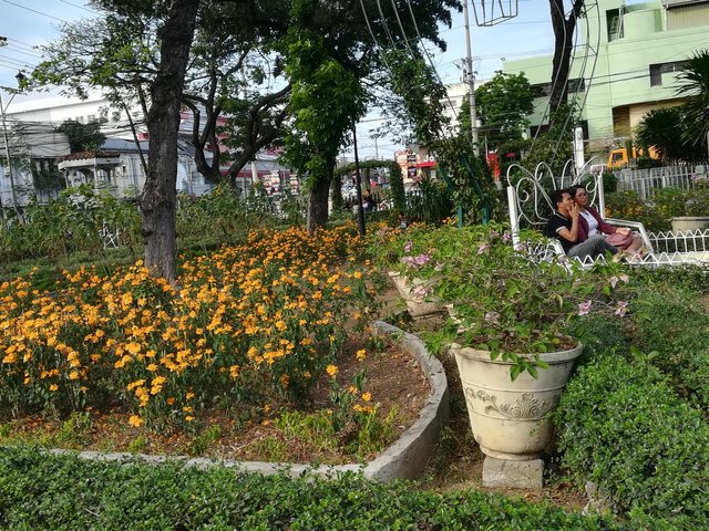 yellow flowers