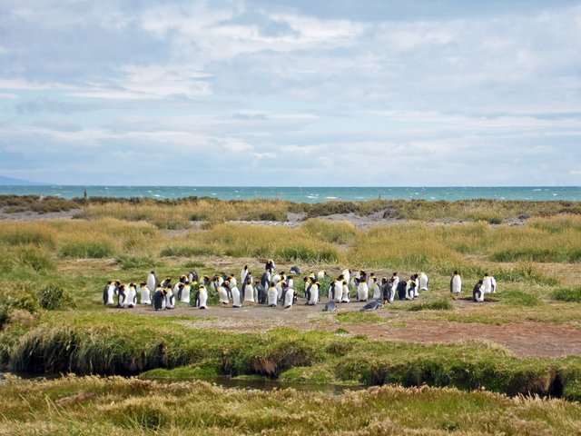 Colony of King Penguins