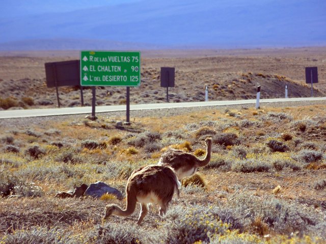 Choiques on the steppe