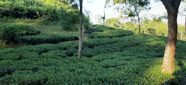 Tea Garden 