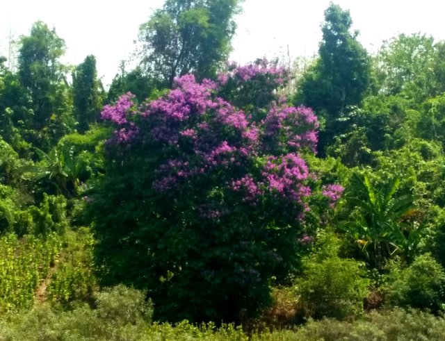 A beautiful huge tree with flowers locally called ”Jarul” Tree