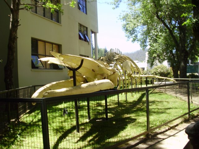 Paleontology Faculty’s