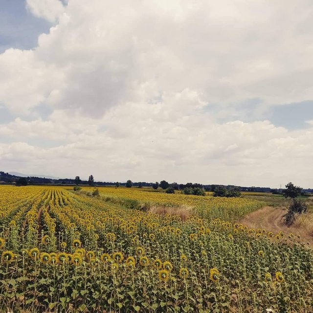 I love the sunflowers fields are my favorite, really superbeutiful.