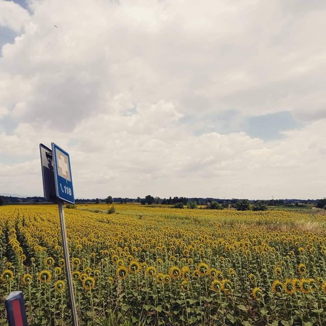 This part of the region is full of sunflowers fields, really a charming view.