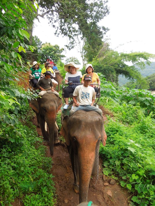 Elephant riding