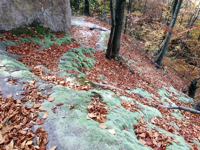 Green moss and orange leaves of the beech forest are a unique color of the Carpathian autumn forest