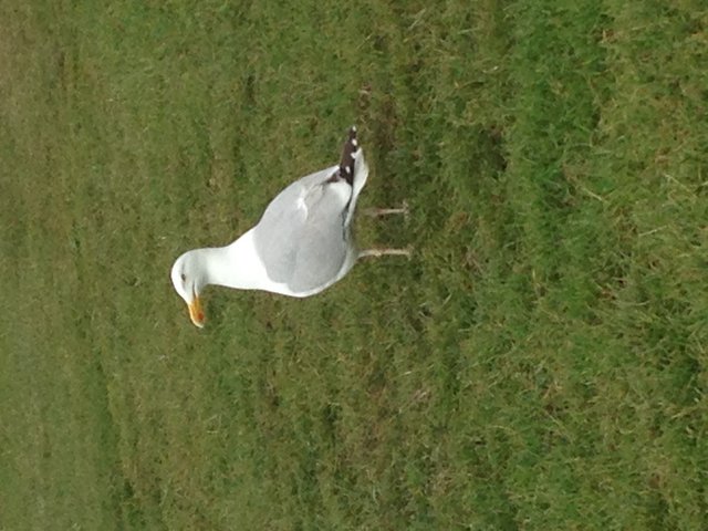 Seagull in UK