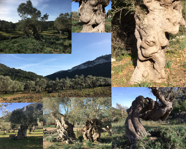 Jeder Olivenbaum erzählt eine Geschichte...