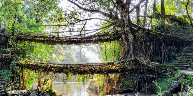 Double Decker Living Root Bridge, Nongriat (Meghalaya)
