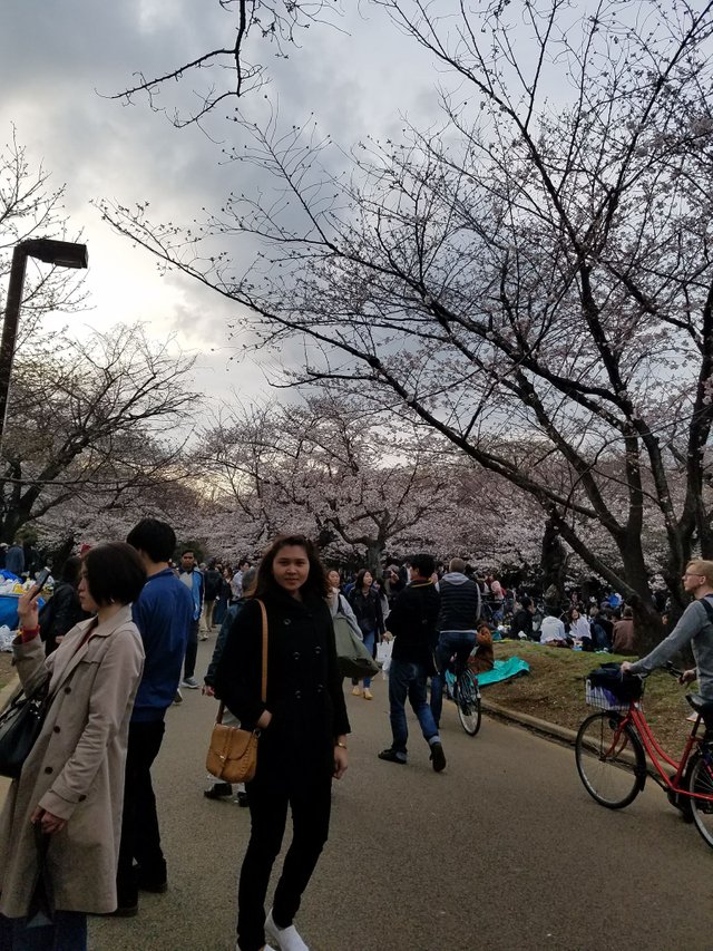 Walk under those cherry trees as it blossoms. You can bring your bicycle but is not advisable to drive while you’re inside the area. It’s just too crowded.