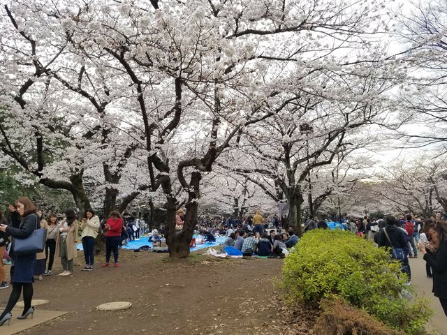 You can go here with any one you wish to be with. These are the white kind cherry trees. Bring your own pack of snacks, meals, drinks, and whatever you like. Alcoholic drinks are allowed, so you can bring and drink as how much you like.