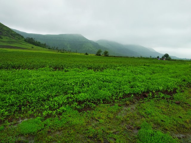 Orange and tea farming in hill area