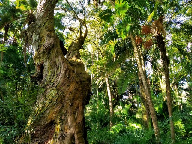 Beauties of Azores: Jose do Canto Botanical Garden in Ponta Delgada